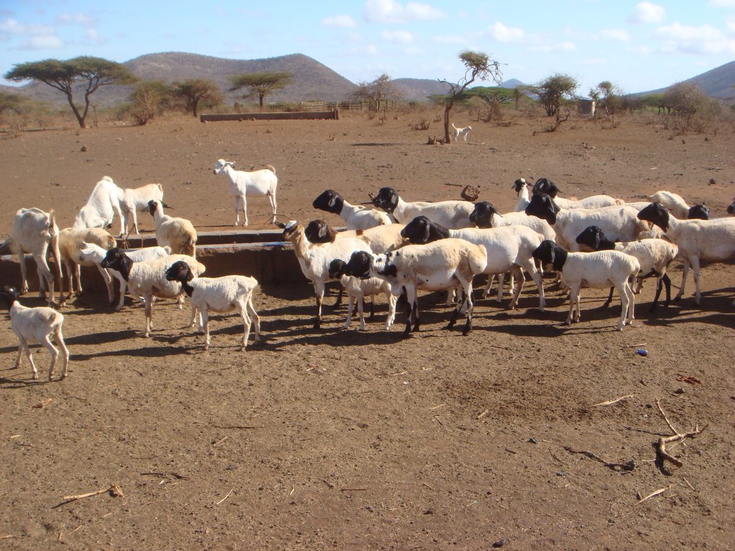 Sheep during dry season