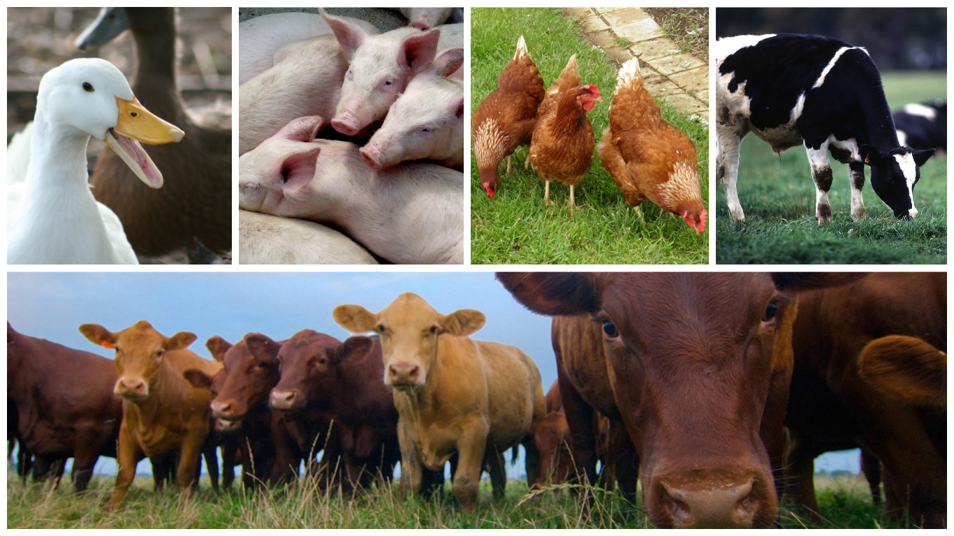Livestock Photos