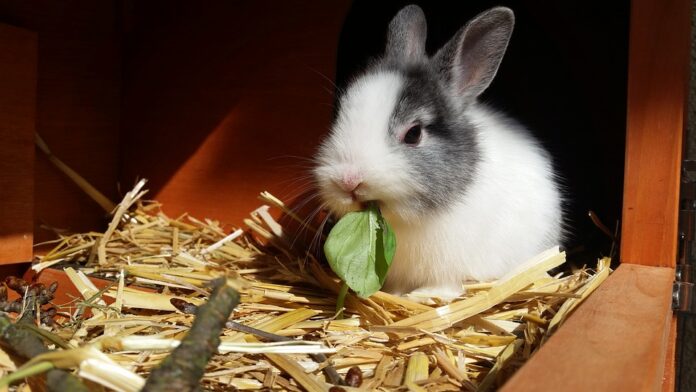 A Rabbit in its hutch