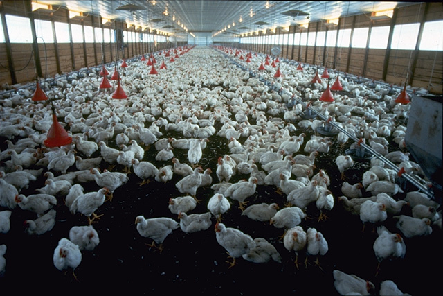 Chicken Farming in Kenya: How to start a profitable ...