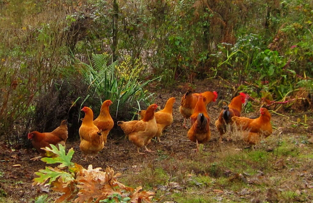 knowledge to absorb how a to Farming profitable Kenya: start How Chicken in