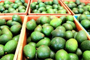 Everything you need to know about exporting avocados