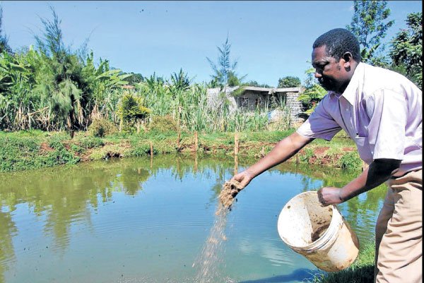 small scale fish farming business plan