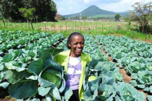 All you need to know about cabbage farming in Kenya