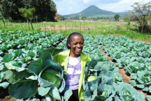 All you need to know about cabbage farming in Kenya