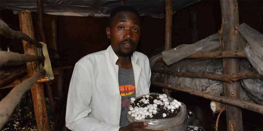 Image result for mushroom farming in kenya