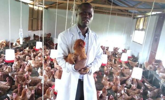 Making money at chicken farming