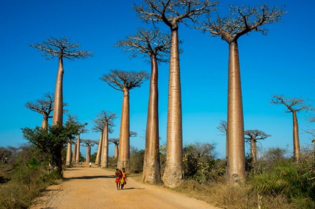 Is Baobab farming in Kenya the new goldmine?