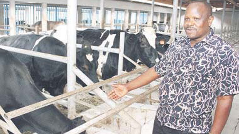 This is former Governor Isaac Ruto's Sh. 60 million dairy farm