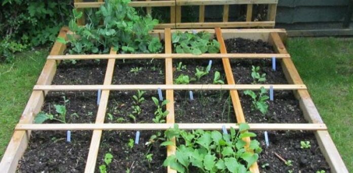 Square Foot Farming