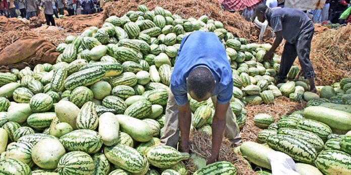 Melon farming in Kenya