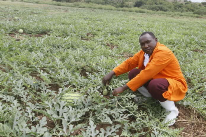 Watermelon business in Kenya