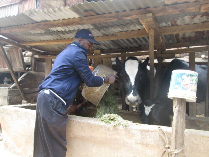 How to Formulate Dairy Rations