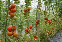 Hybrid Tomatoes in Kenya