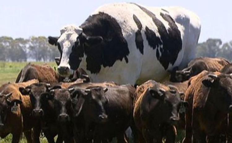 at-1-400kgs-this-is-the-biggest-cow-in-the-world