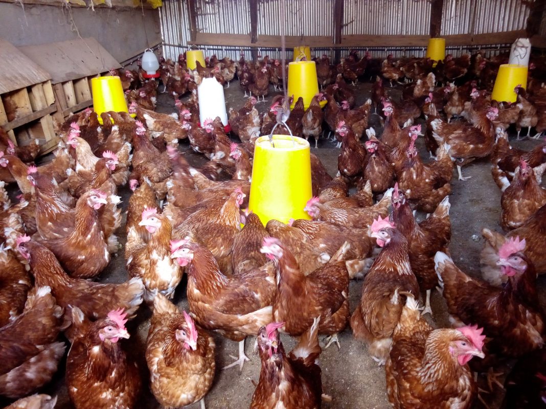 Poultry production in Kenya