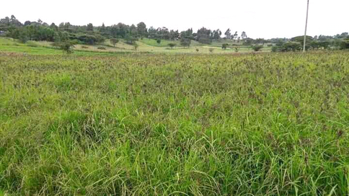 Farmers in North Rift have started embracing diversification