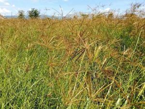 Farmers in North Rift have started embracing diversification