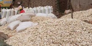 NORTH RIFT: NCPB guidelines out to Kill maize farming, farmers say