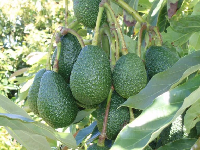 SUCCESS STORY OF KAKUZI LTD FARMING OVER 1000 ACRES OF HASS AVOCADOS