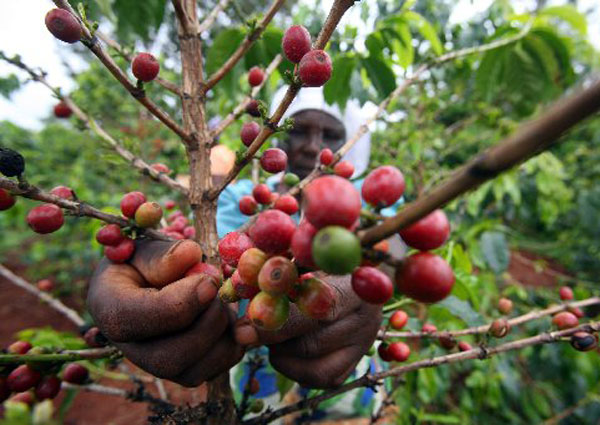 Coffee farmers get lowest pay since 2013