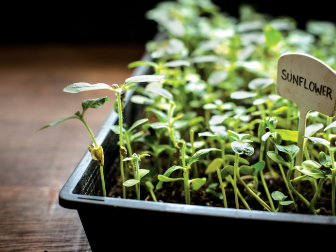 Step by Step Guide to starting a Micro Greens Business