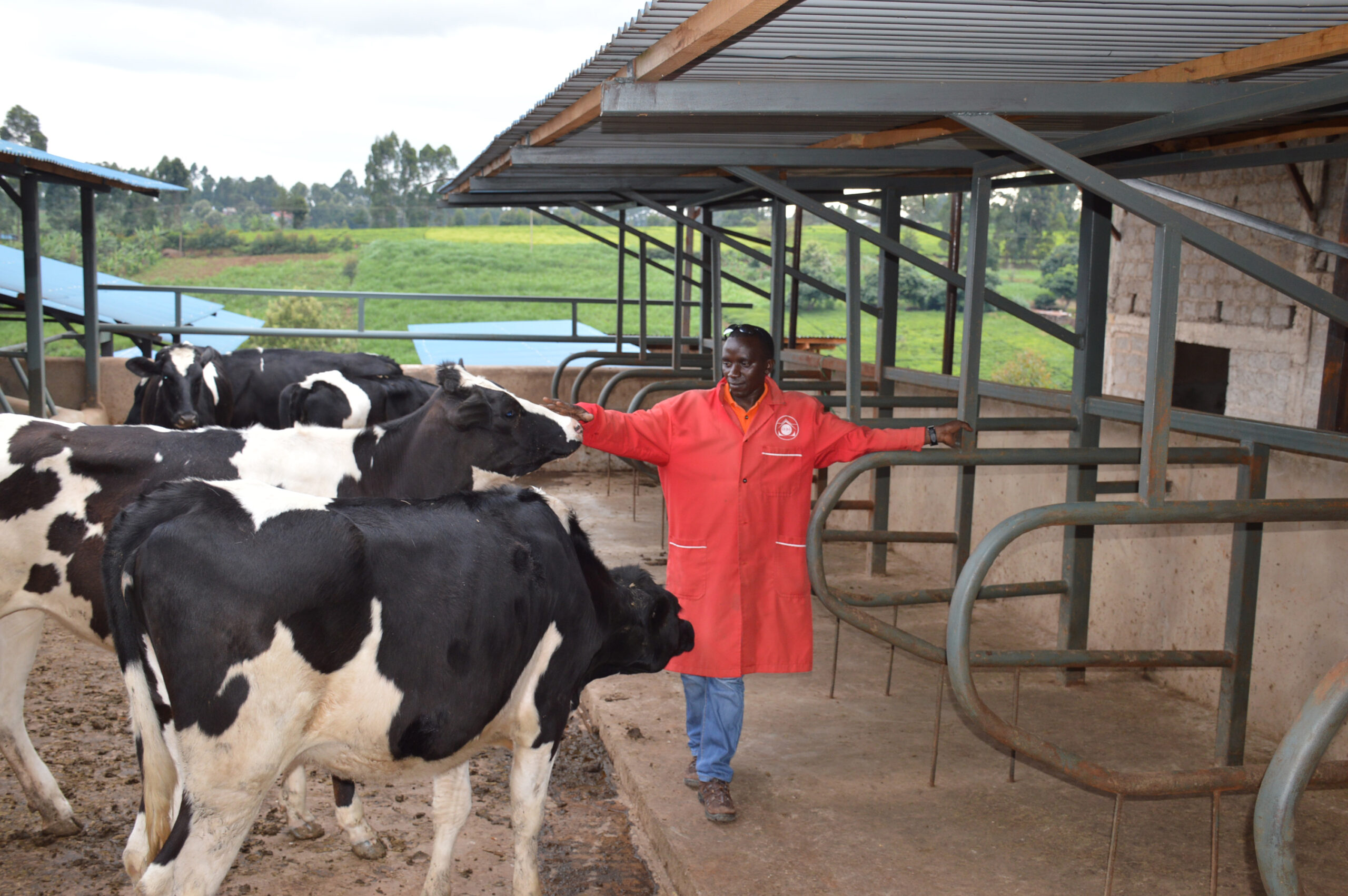 Fabricator helping dairy farmers ditch wooden cattle sheds