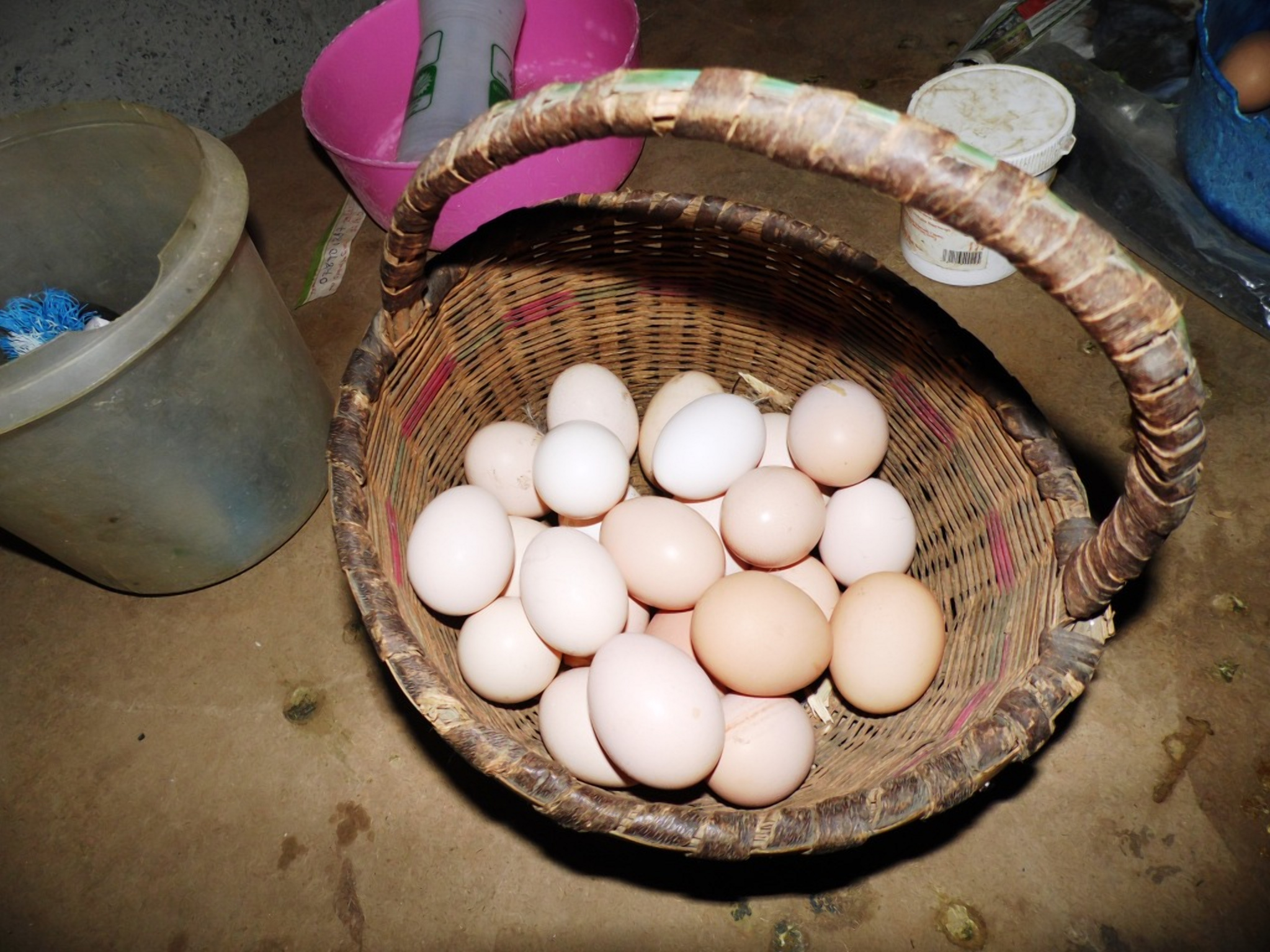 How to make chickens lay more eggs at the right age