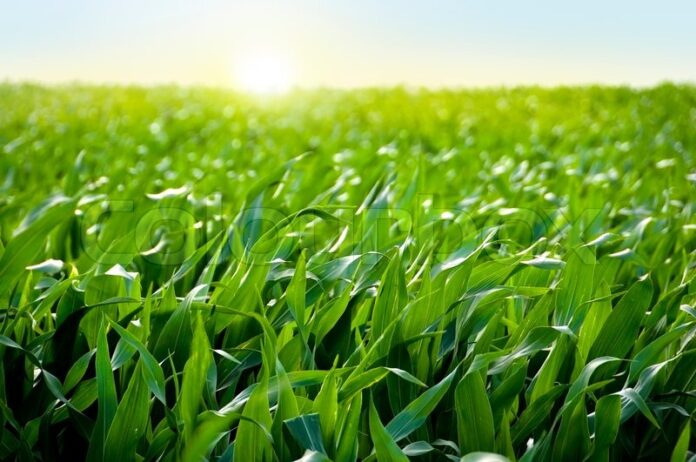 Top dressing and weeding maize