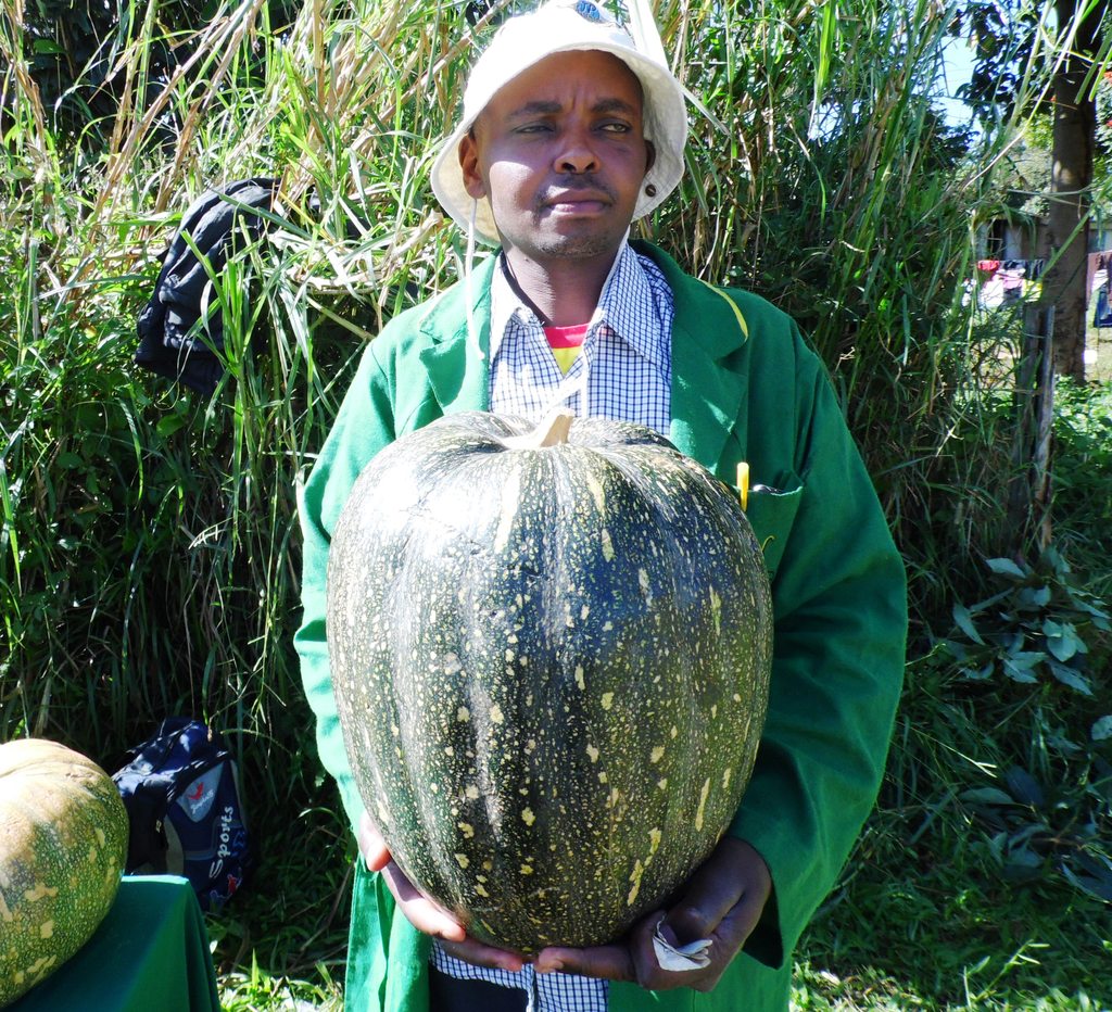 Pumpkin farming in Kenya