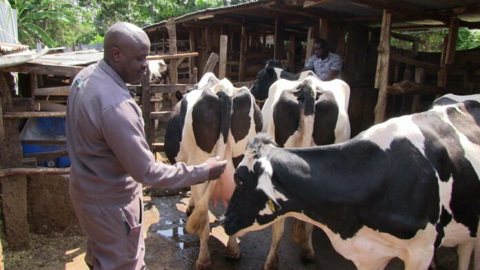 Best Dairy Farmers in Kenya