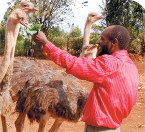 A millionaire farmer’s journey from hawking to successful poultry farming