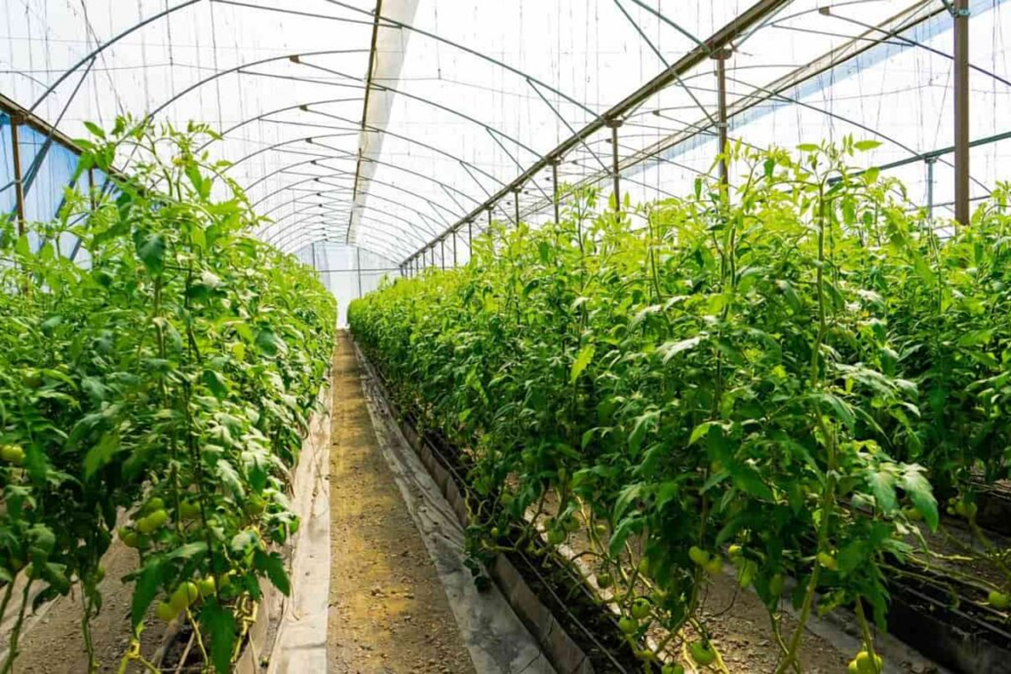 Profits and challenges of greenhouse farming in Kenya