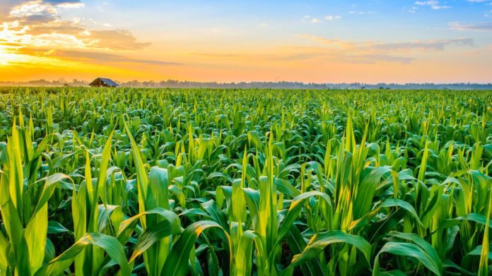 Agriculture Summit: A Sector Network for Economic Transformation.