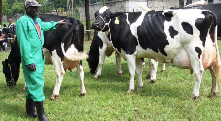 Best Dairy Cow Breeds