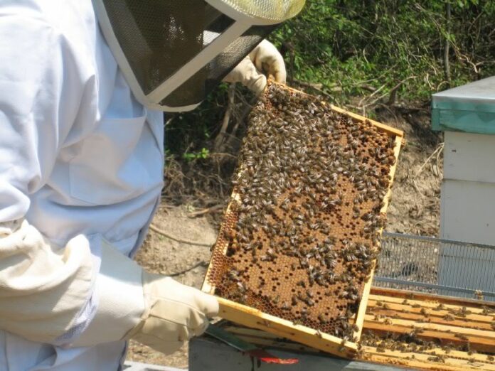 Bee Keeping in Kenya