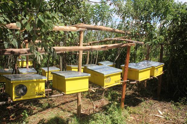 We help farmers start commercial bee keeping, buy their honey