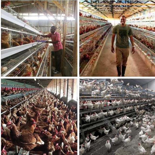 Breakdown of how you can make Sh. 100,000 to millions from chickens