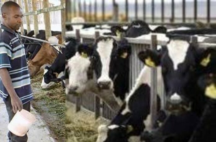 Dairy and Poultry Farming