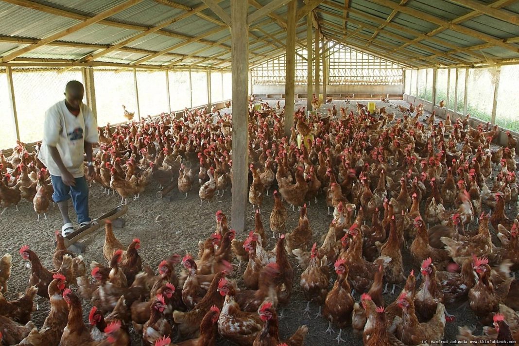 Poultry Farm Kenya