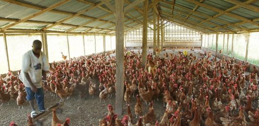 Poultry Farm Kenya