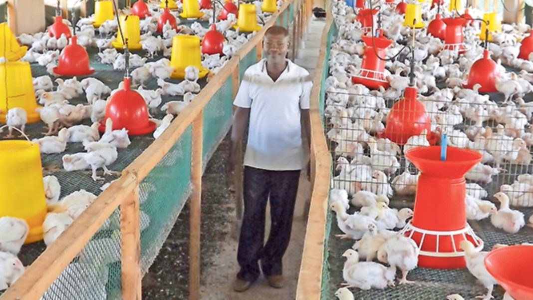Sheikh Commercial Poultry Farm
