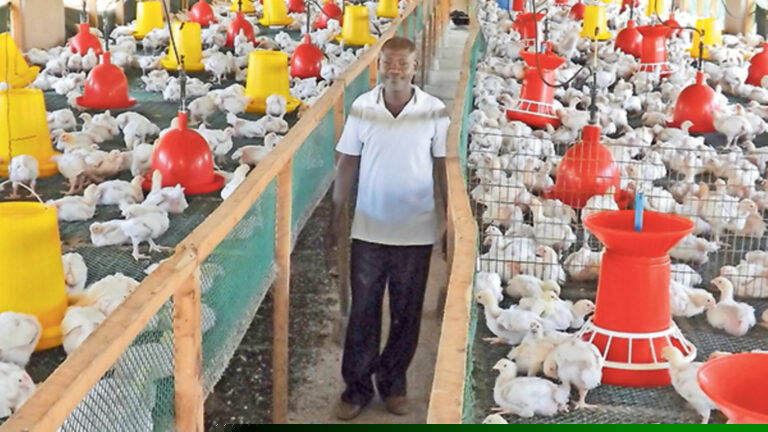 Sheikh Commercial Poultry Farm