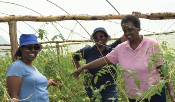 Farming in Kajiado