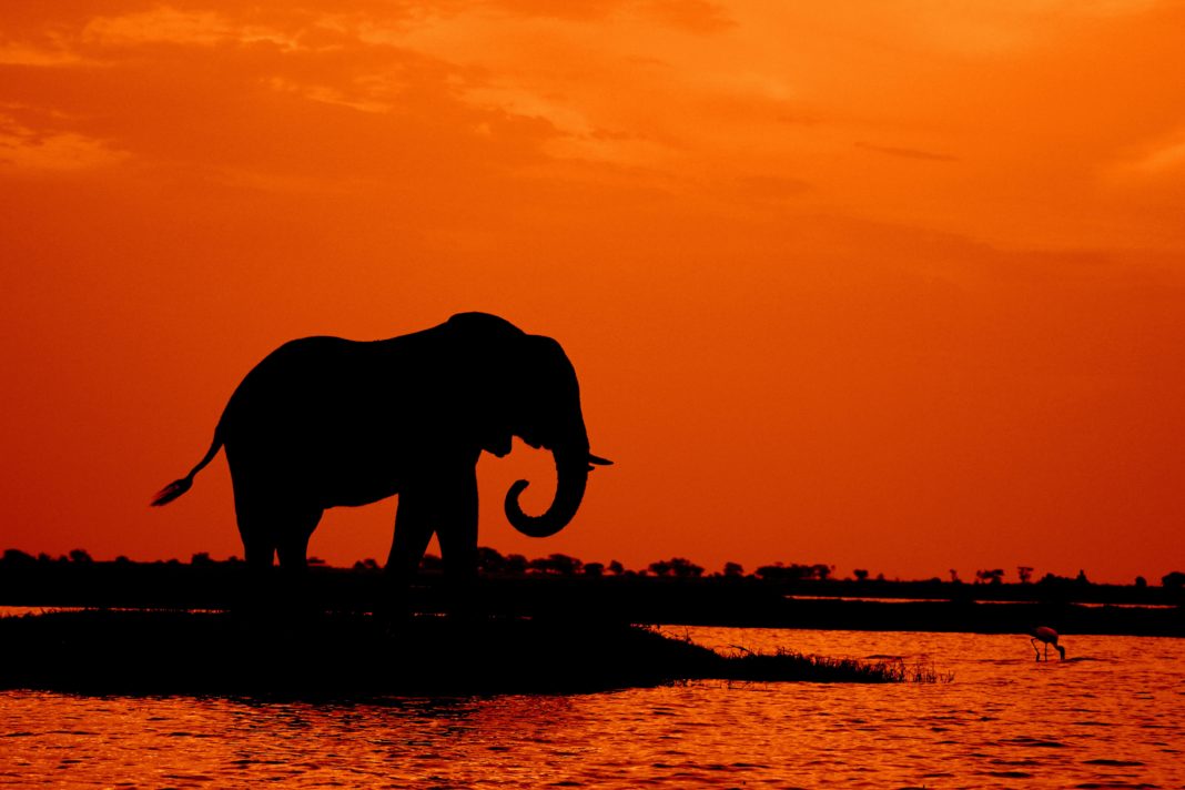 How Bitcoin is unknowingly saving African Wildlife - Bizna Kenya