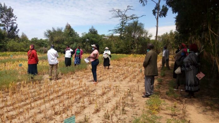 Miriam Karwitha, Crop Protection Scientist and Lecturer at Kenya’s Egerton University is a 2019 One Planet Laureate Candidate - Bizna Kenya