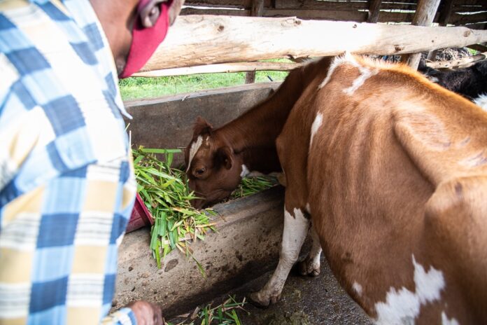 Dennis Nyongesa and his wife have boosted milk yield and income since using new grass varieties introduced by the Grass to Cash project together with KALRO, Send a Cow and Advantage Crops - Bizna Kenya
