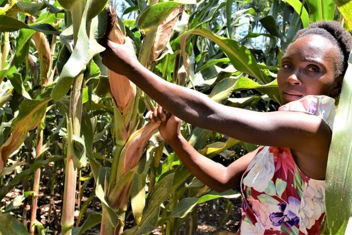 Nancy Wawira stands among ripening maize cobs of high yielding, drought-tolerant maize varieties on a demonstration farm in Embu County, Kenya - Bizna Kenya