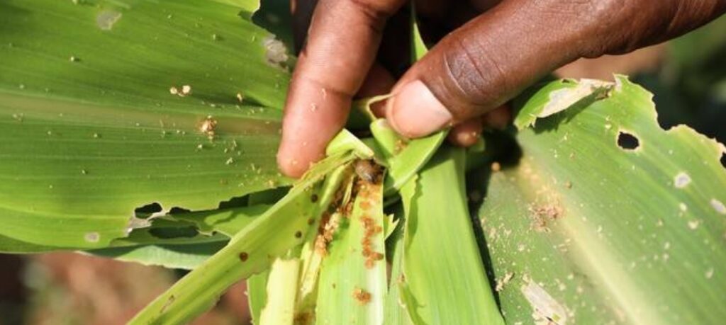 Hope as farmers inch closer to accessing fall armyworm-tolerant maize hybrids - Bizna Kenya