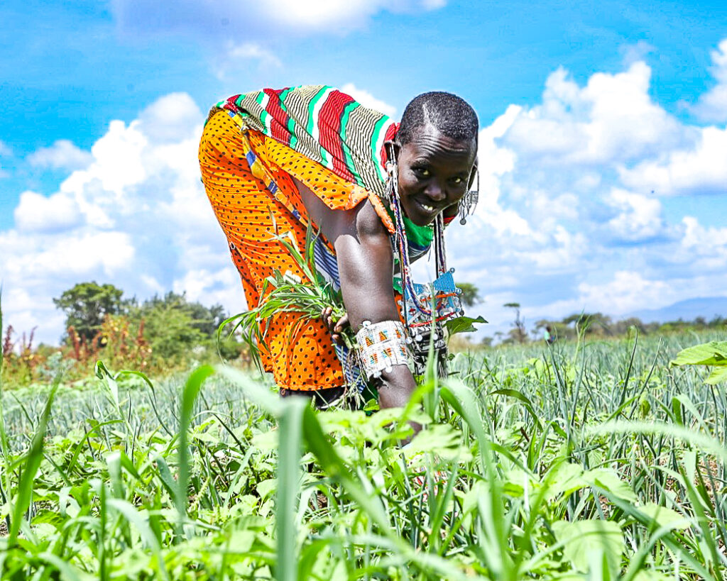 Youth in Kajiado and Bungoma Benefit from Safaricom Foundation funded Agribusiness programme 1 Nareto Youth Group member Semelei Kanai weeds a plot of land with onions during the Safaricom Foundation Wezesha Youth in Agribusiness Launch in Oloitoktok, Kajiado County - Bizna Kenya